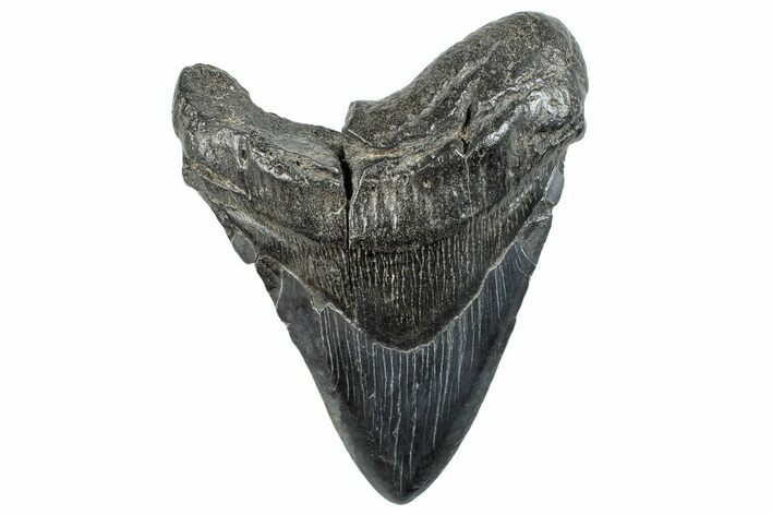 Bargain, Fossil Megalodon Tooth - South Carolina #289357